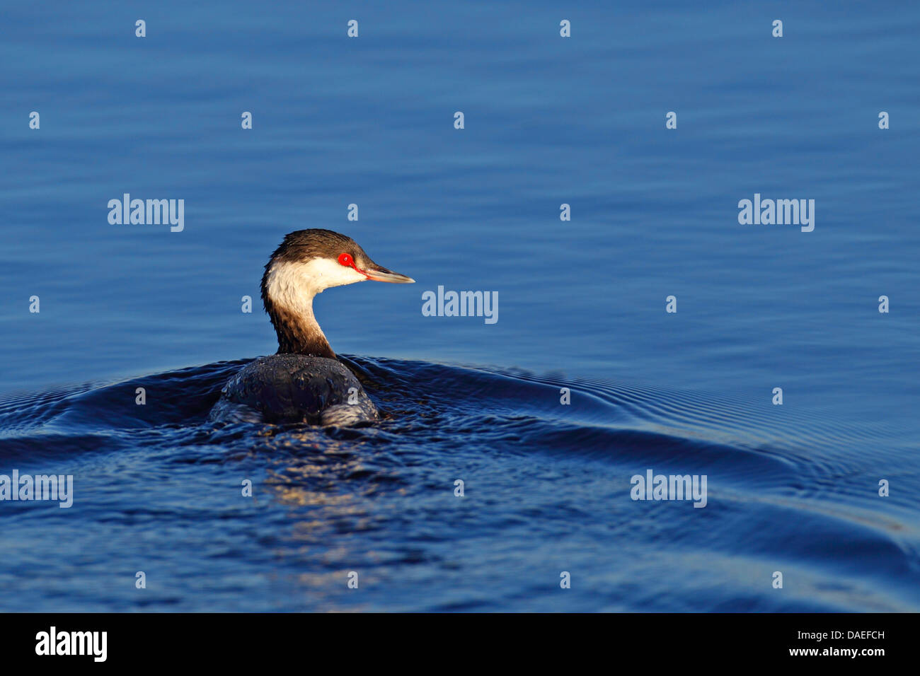 Slawonische Haubentaucher (Podiceps Auritus), Schwimmen, Winter Gefieder, USA, Florida, Merritt Island Stockfoto