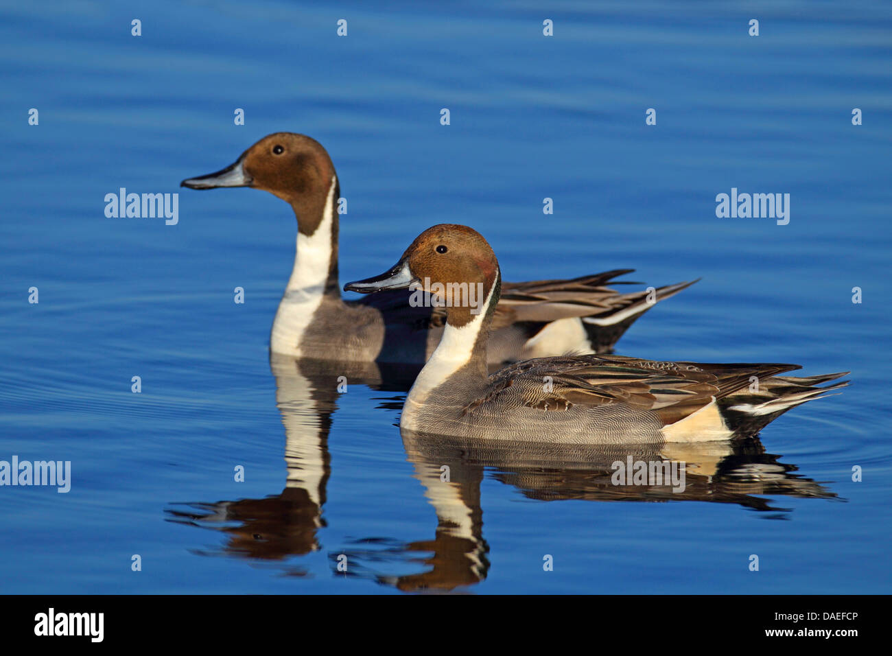 nördliche Pintail (Anas Acuta), zwei Männchen, Schwimmen, Spiegel Bild, USA, Florida, Merritt Island Stockfoto