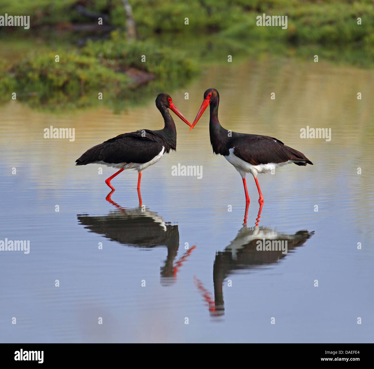 Schwarzstorch (Ciconia Nigra), zwei Störche im flachen Wasser stehend ablehnend, Griechenland, Lesbos Stockfoto