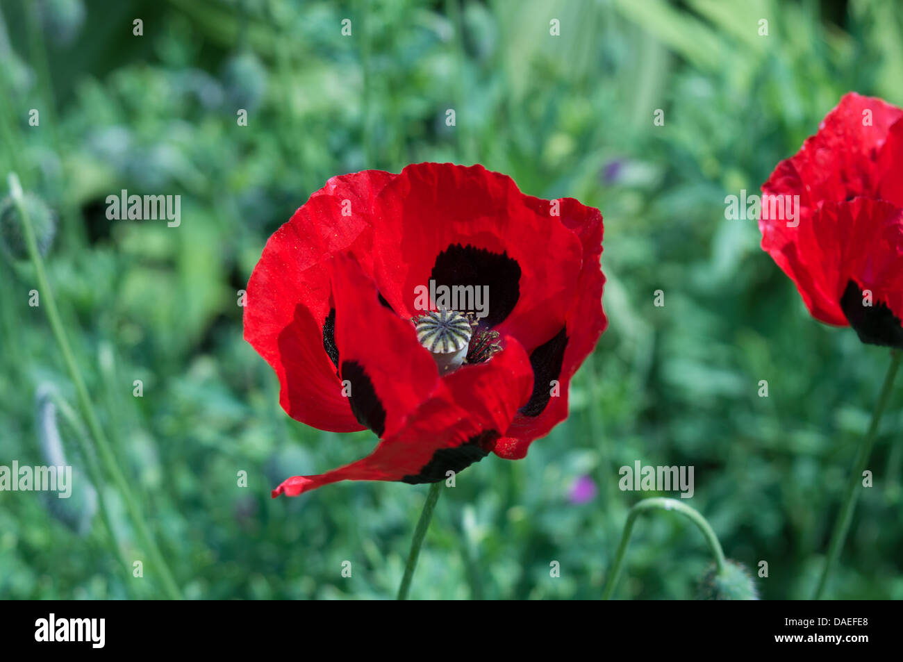 Marienkäfer Mohn Papaver Commutatum. In den terrassierten Gärten von Powis Castle Powys Wales Stockfoto