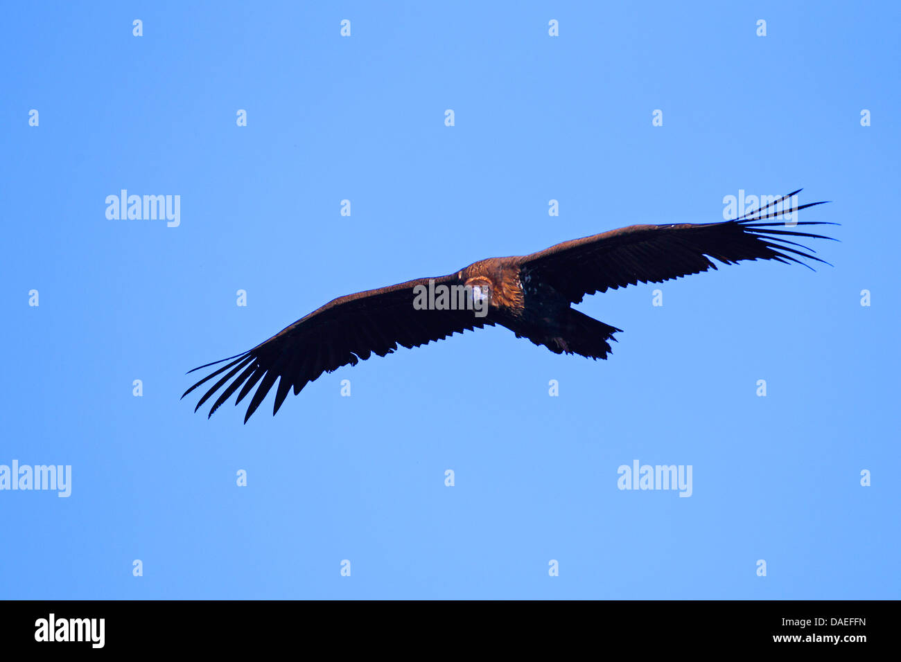 Cinereous Vulture (Aegypius Monachus), fliegen, Spanien, Extremadura Stockfoto