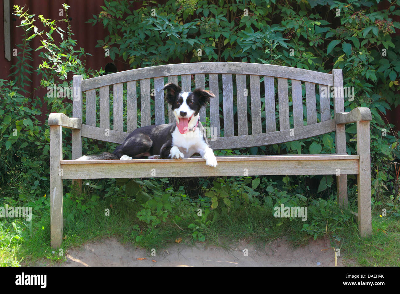 Mischling Hund (Canis Lupus F. Familiaris), liegend auf einer Gartenbank Stockfoto