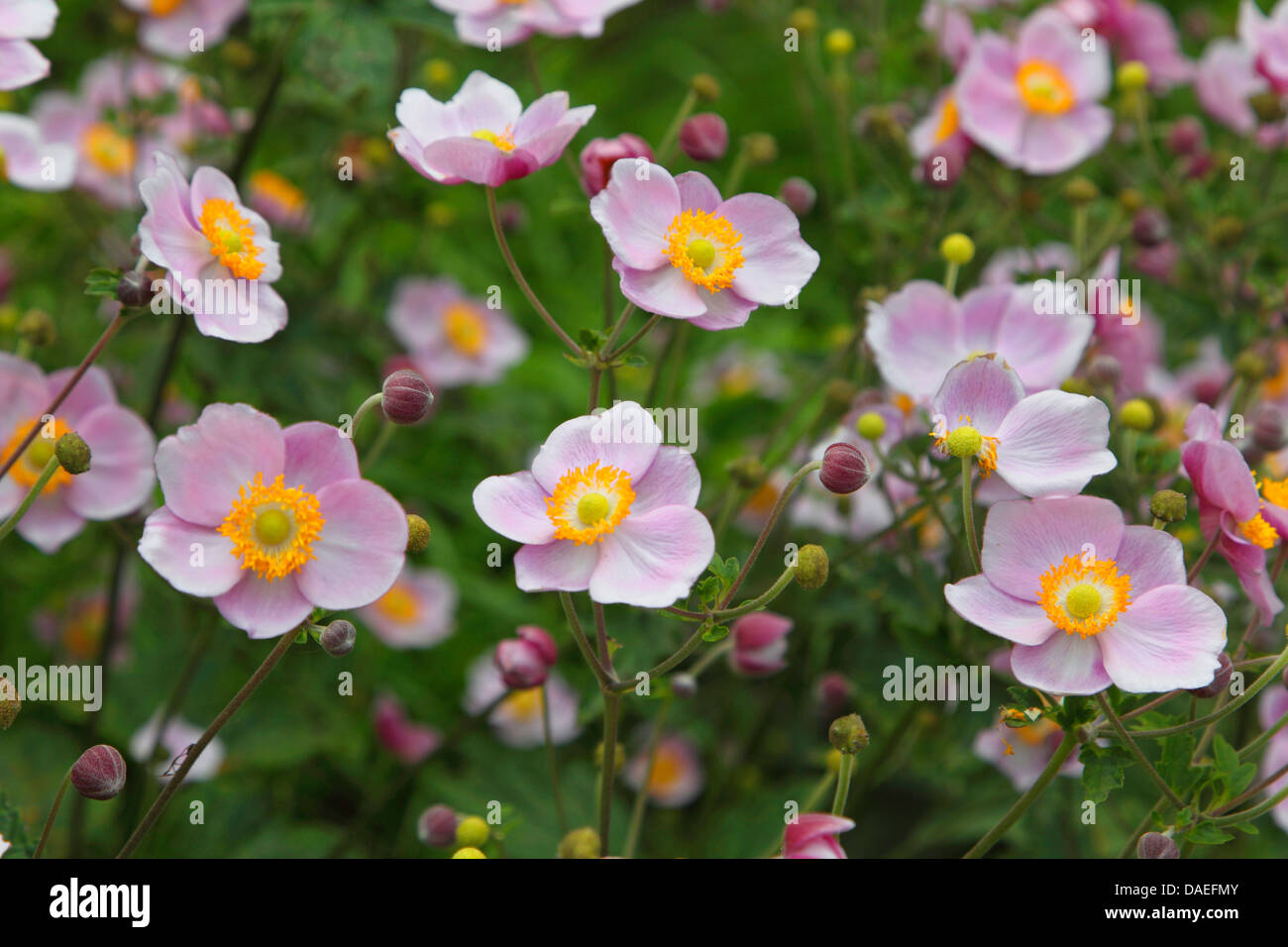 Japanische Anemone, japanische Windflower, chinesische Anemone (Anemone Hupehensis, Anemone Hupehensis var. Hupehensis), blühen, hybrid Stockfoto