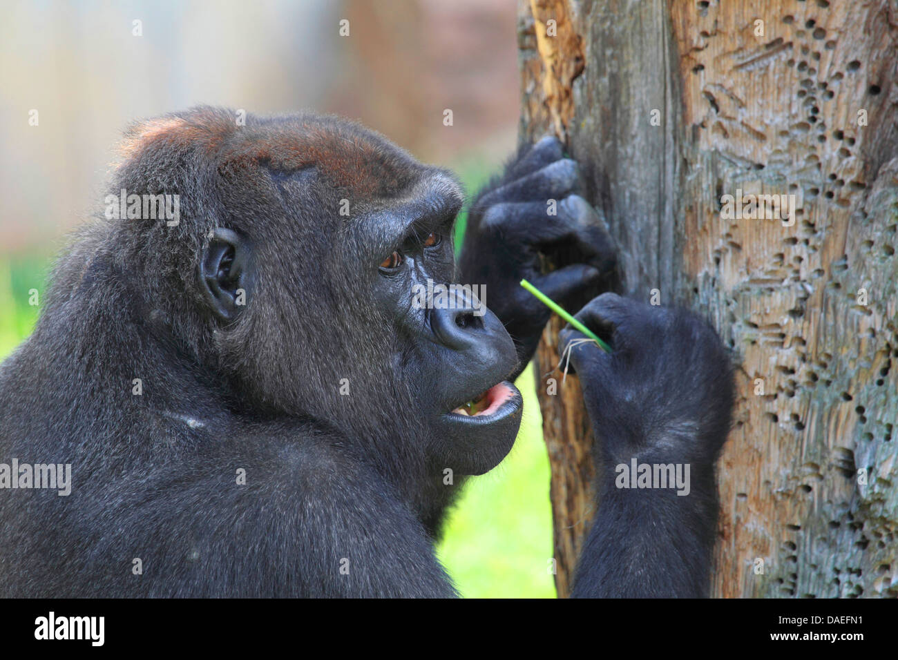 Flachlandgorilla (Gorilla Gorilla Gorilla), mit Werkzeug Stockfoto