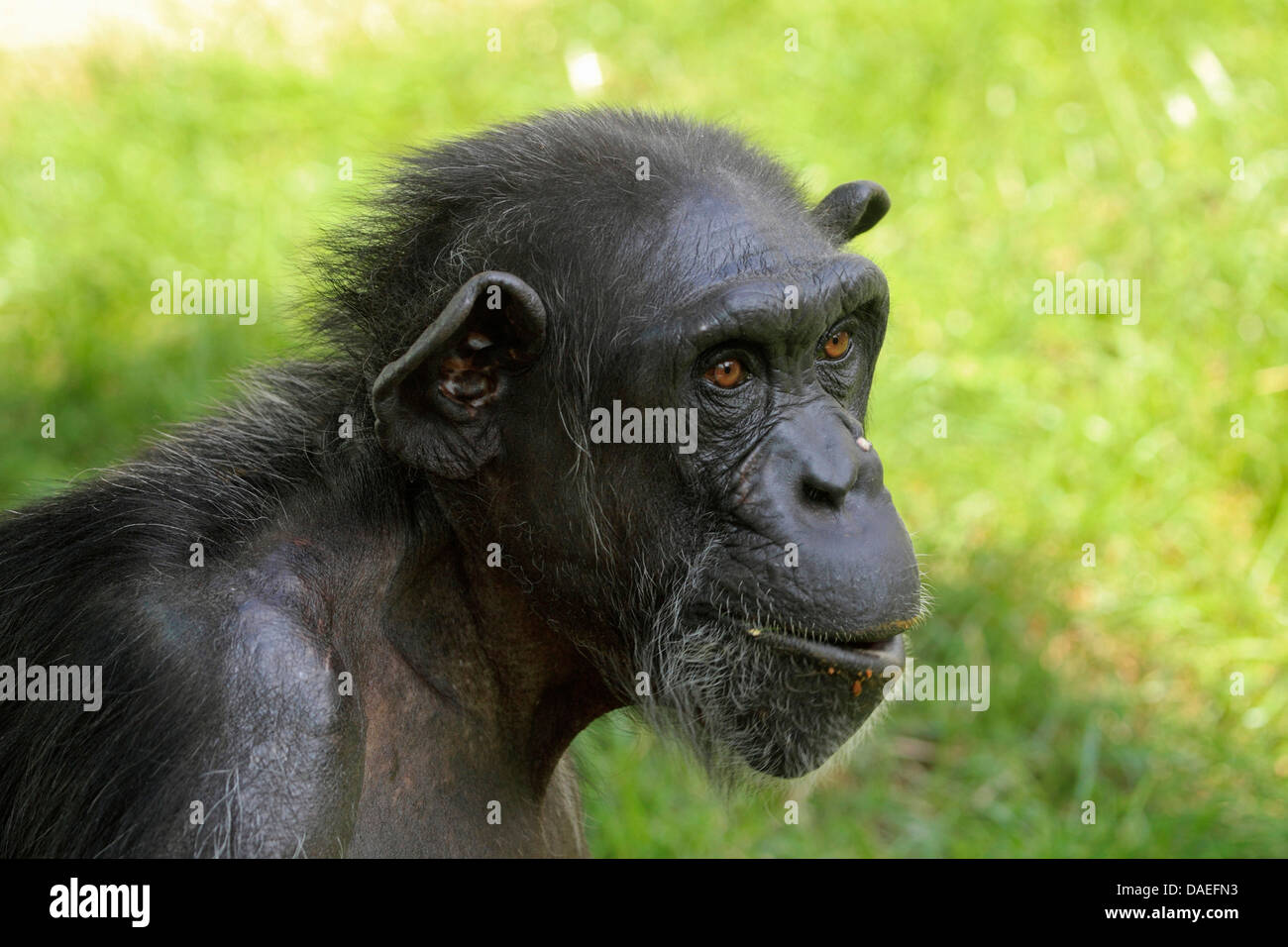 gemeinsame Schimpanse (Pan Troglodytes), alte Person Stockfoto