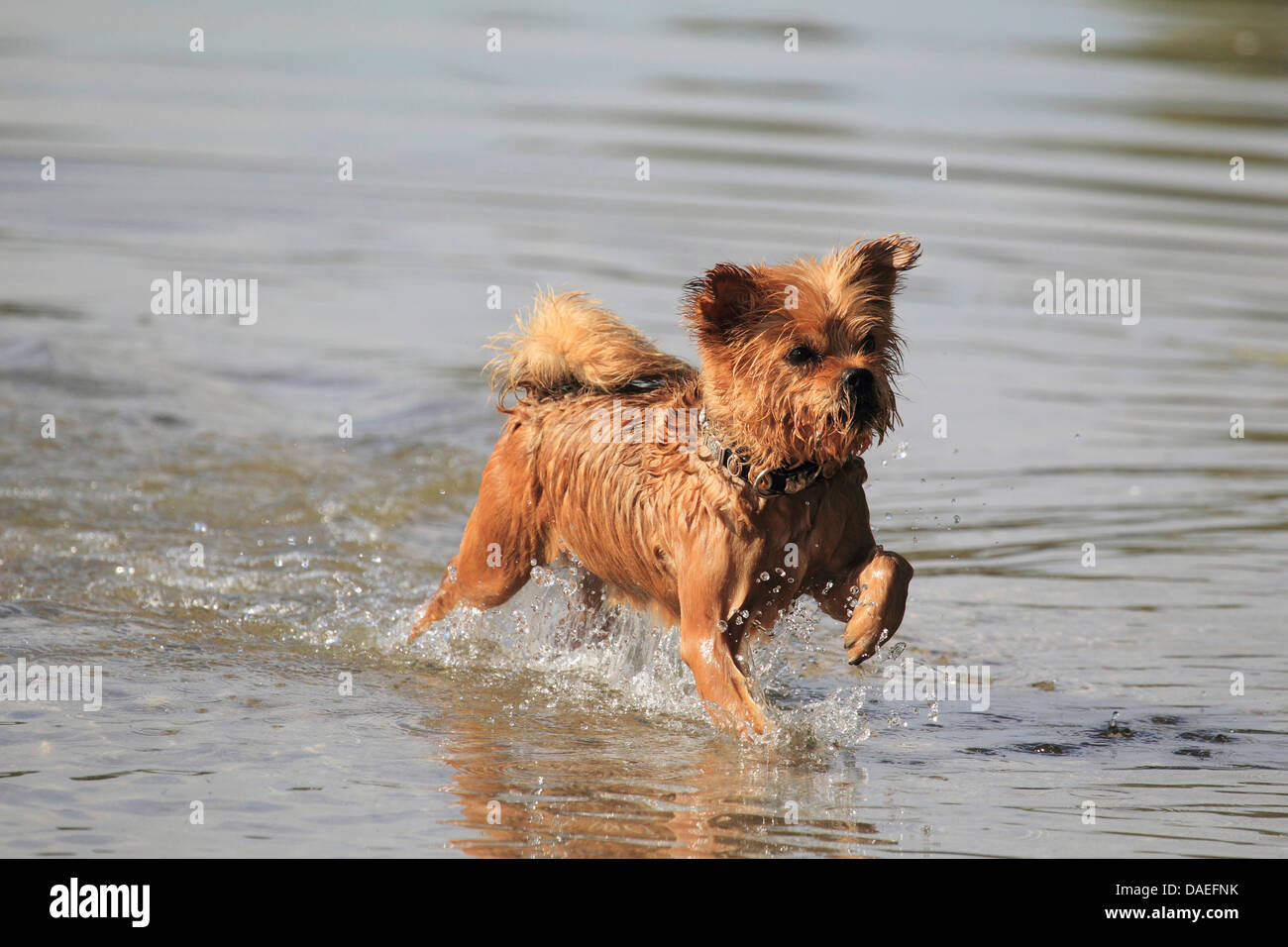 Mischling Hund (Canis Lupus F. Familiaris), ausgeführt durch das Wasser, Deutschland Stockfoto