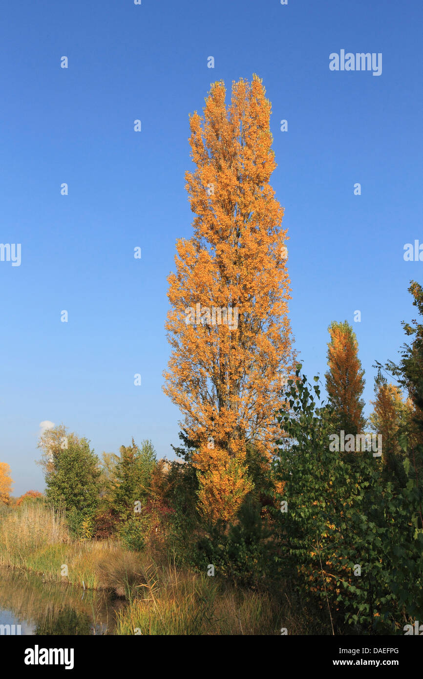 Lombardei-Pappel (Populus Nigra var. Italica, Populus Nigra 'Italica', Populus Italica, Populus Nigra Italica), im Herbst, Deutschland Stockfoto