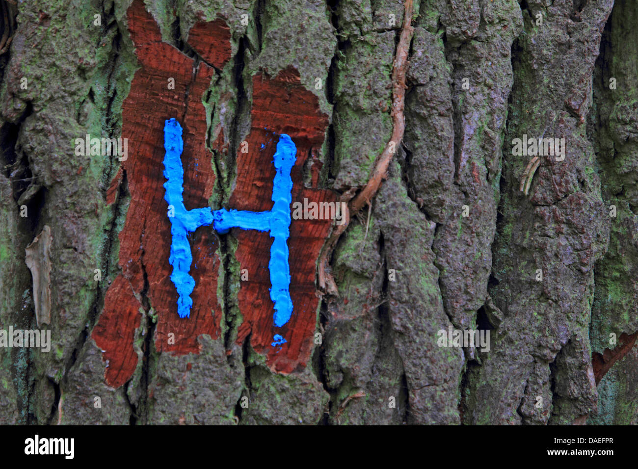 Buchstaben-Kennzeichnung auf einem Baum, Deutschland Stockfoto