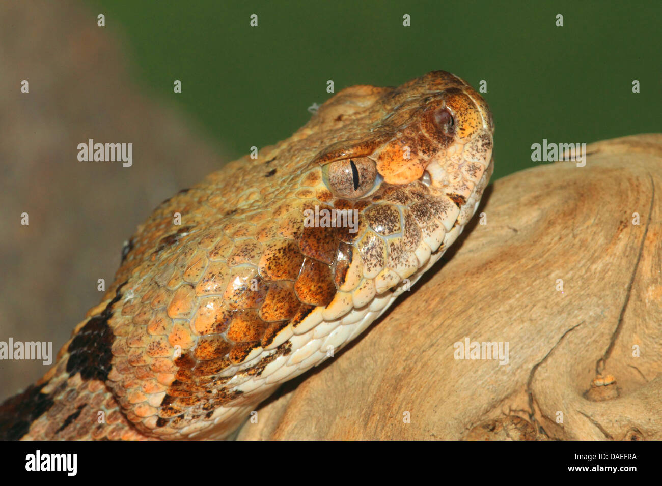 Holz-Klapperschlange (Crotalus Horridus Horridus), portrait Stockfoto