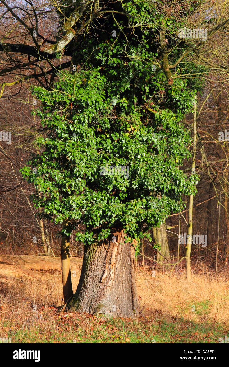 Englisch Efeu, gemeinsame Efeu (Hedera Helix), immergrüne holzige Kletterer eines alten Baumes, Deutschland Stockfoto