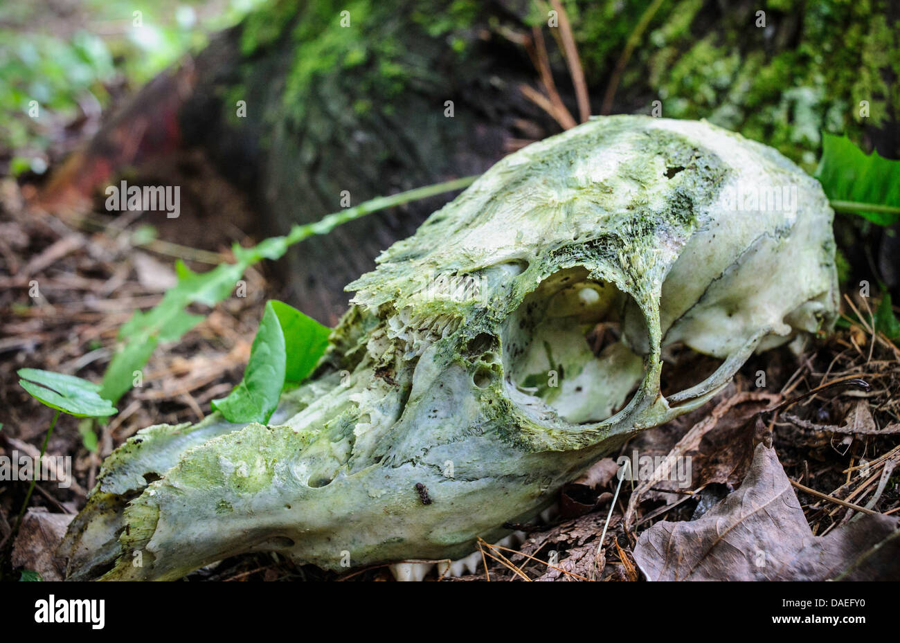 verfallenden Hirsch-Schädel bedeckt in Grünschimmel in den Wäldern Stockfoto