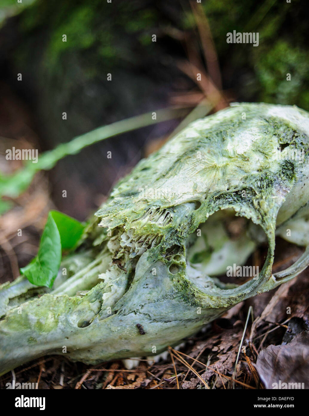 verfallenden Hirsch-Schädel bedeckt in Grünschimmel in den Wäldern Stockfoto