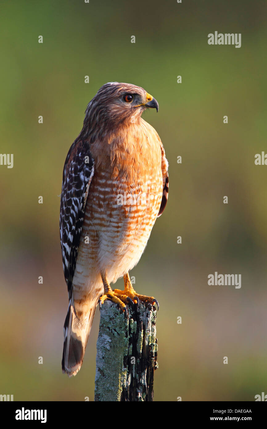 rot-geschultert Falke (Buteo Lineatus), sitzt auf einem Pol, USA, Florida, Everglades Nationalpark Stockfoto