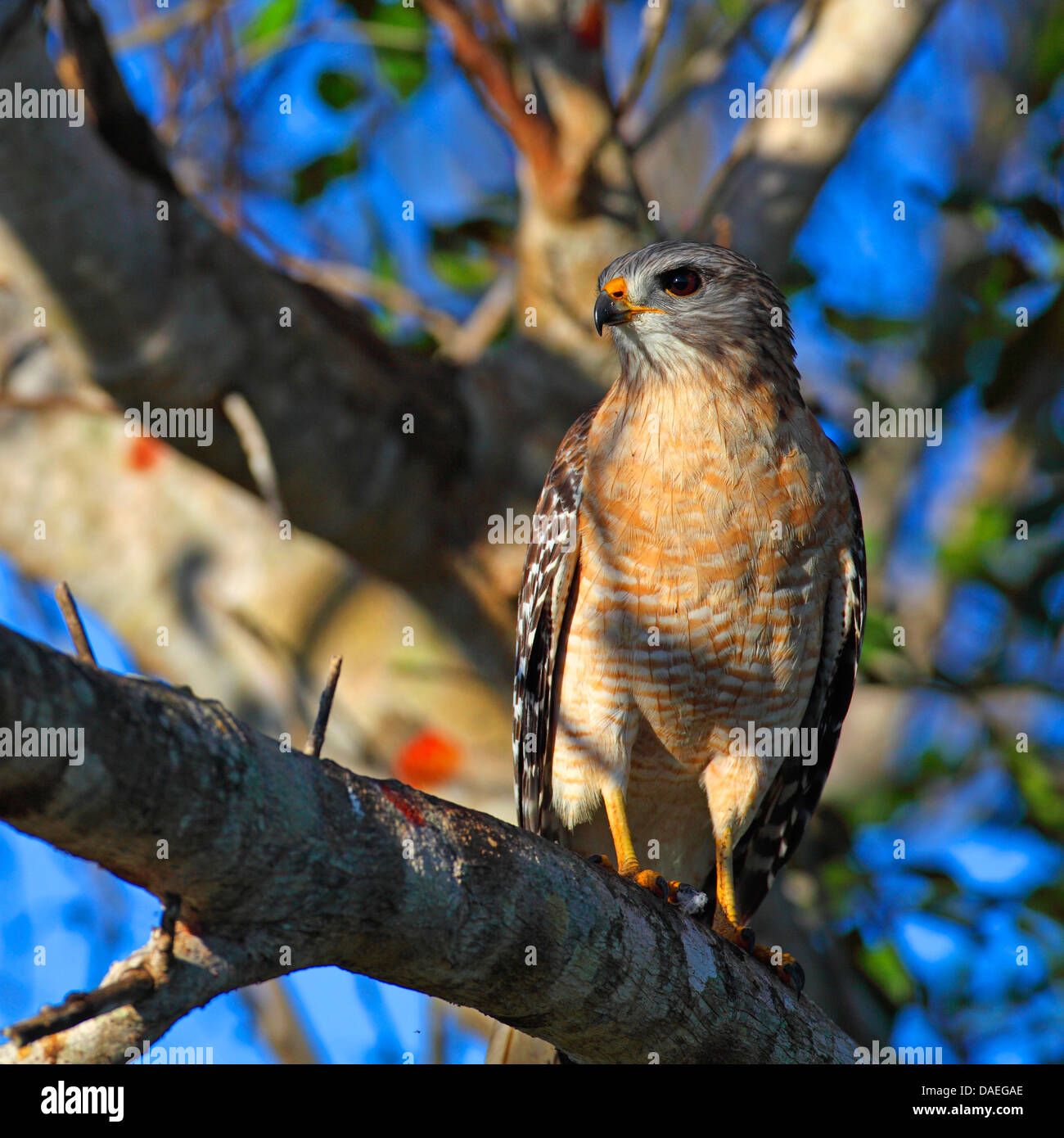 rot-geschultert Falke (Buteo Lineatus), sitzt in einem Baum, USA, Florida, Everglades Nationalpark Stockfoto