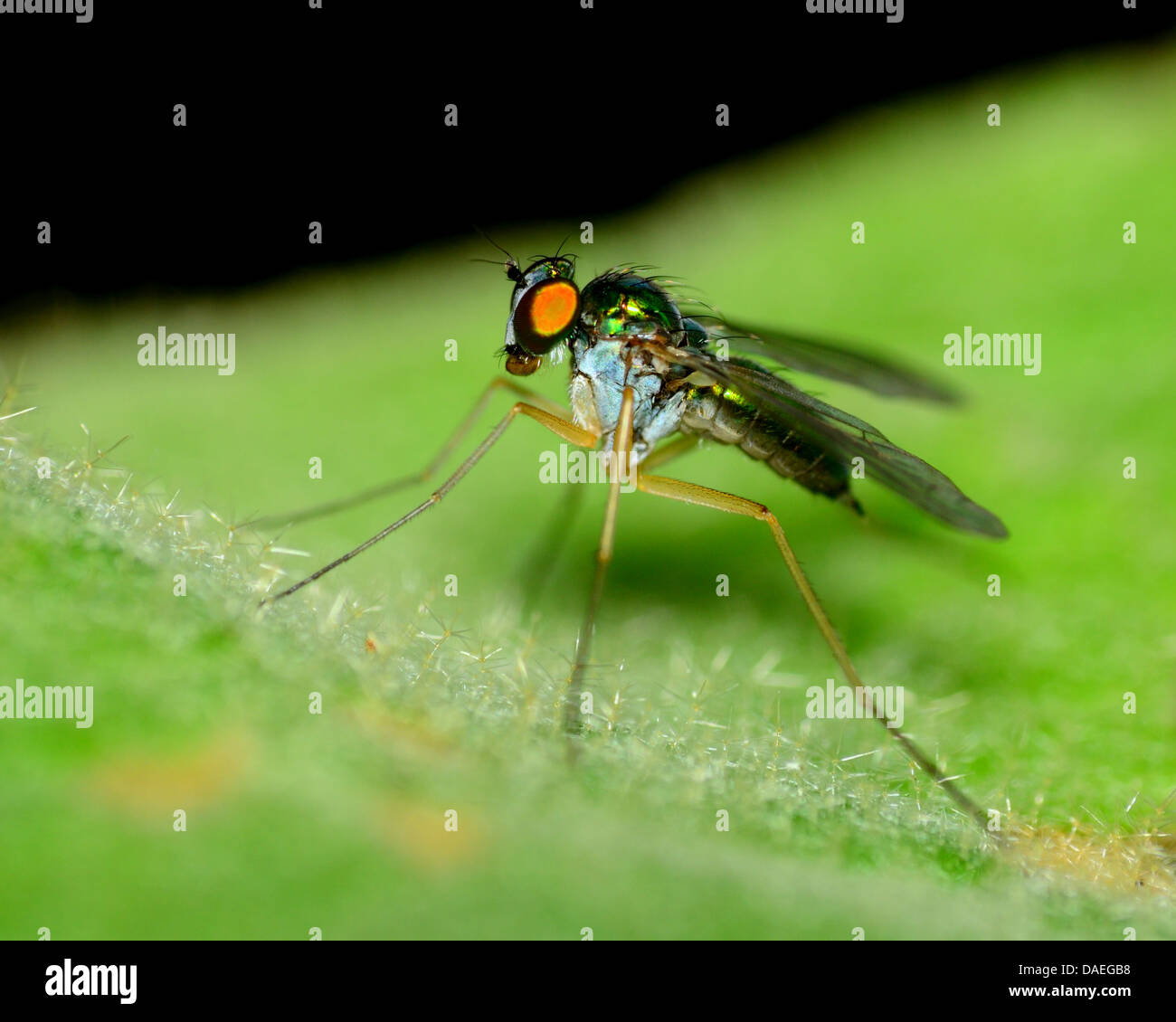 Grüne langen Beinen fliegen thront auf einem Blatt der Pflanze. Stockfoto