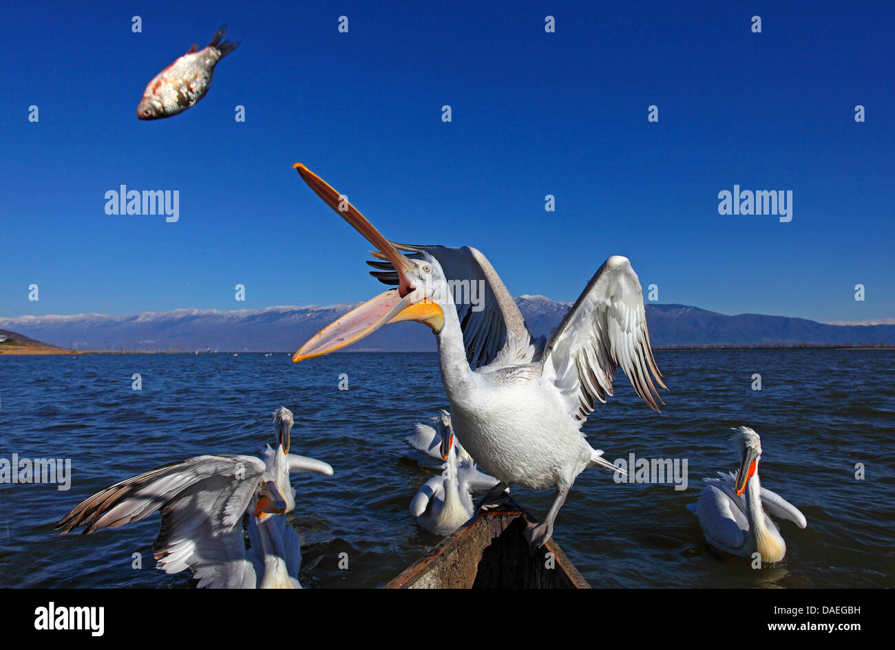 Krauskopfpelikan (Pelecanus Crispus), sitzt auf einem Fisherboat Fang werfen Pelikan Fisch, Griechenland, See Kerkini Stockfoto