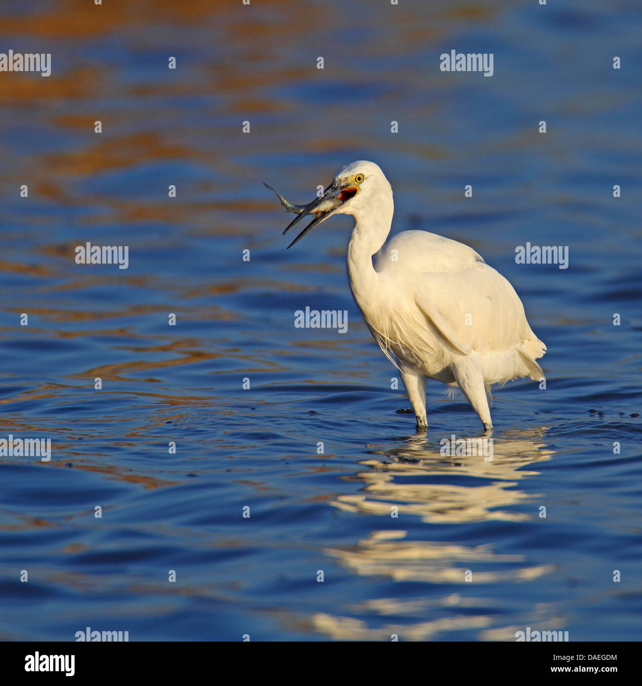 Seidenreiher (Egretta Garzetta), stehen im flachen Wasser, füttern von einem Fisch, Spanien, Andalusien, Coto Donana Nationalpark Stockfoto