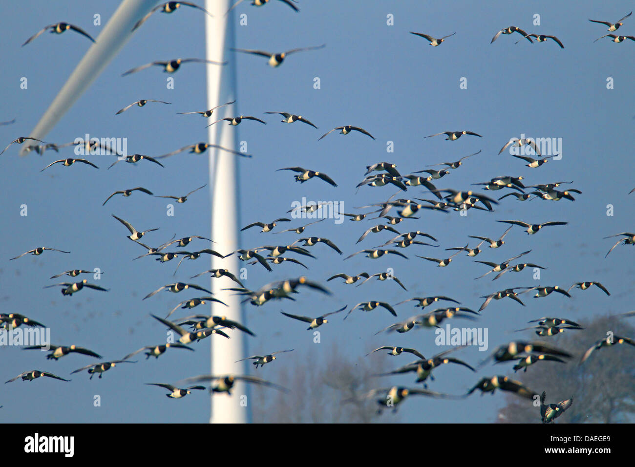 Weißwangengans (Branta Leucopsis), fliegende Gruppe vor einem Wind Motor, Niederlande, Friesland Stockfoto