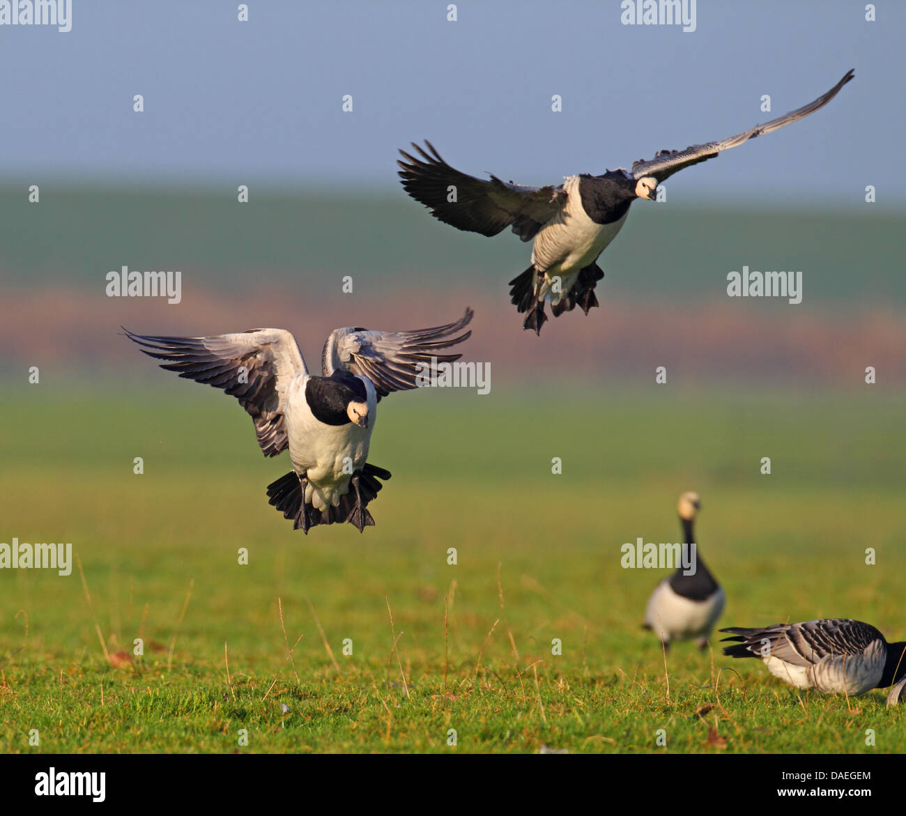 Weißwangengans (Branta Leucopsis), fliegende Gänse, Landung, Niederlande, Friesland Stockfoto