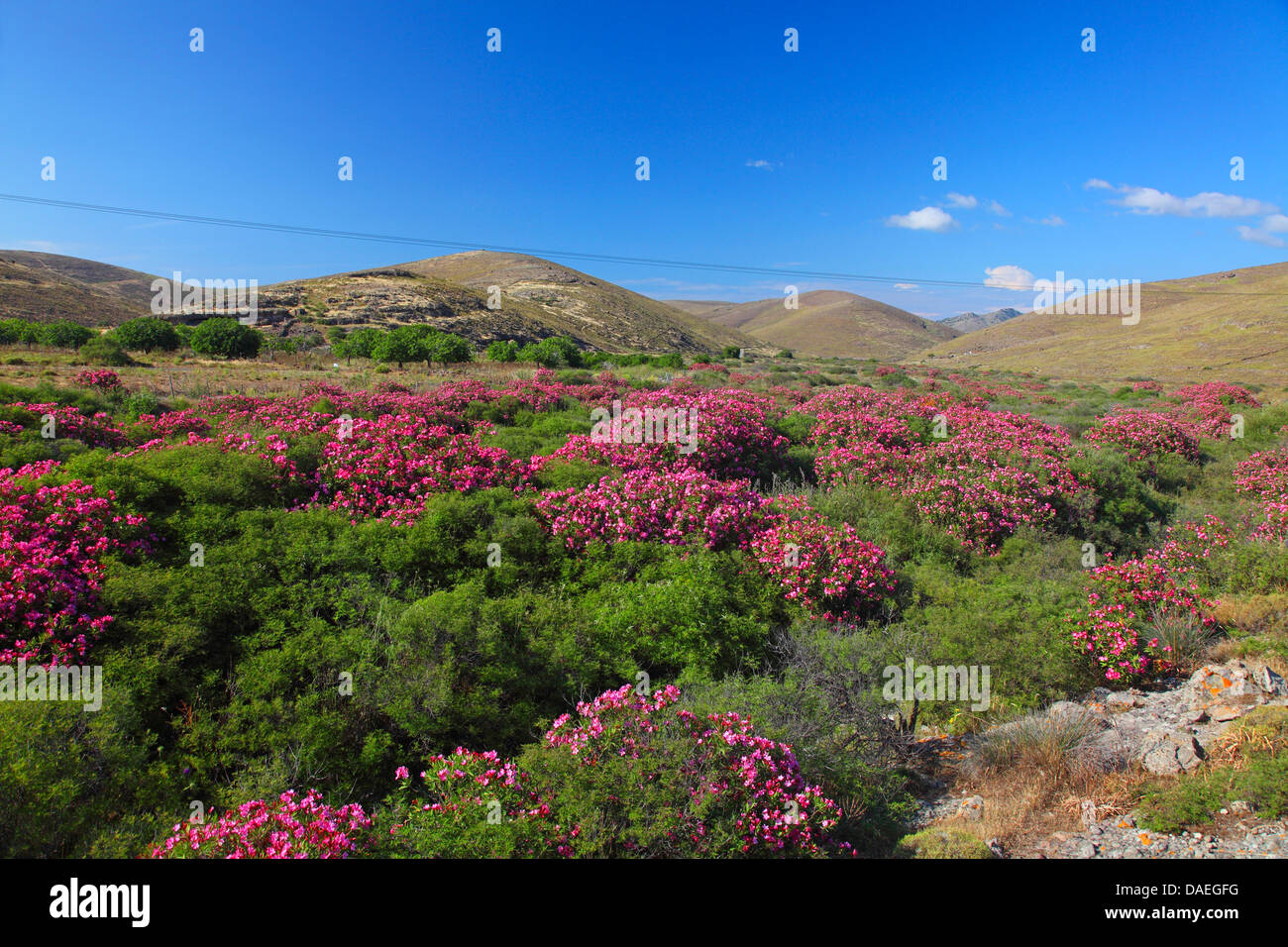 Oleander (Nerium Oleander), blühenden Rhododendren Sträucher im Meladia Tal, Griechenland, Lesbos Stockfoto