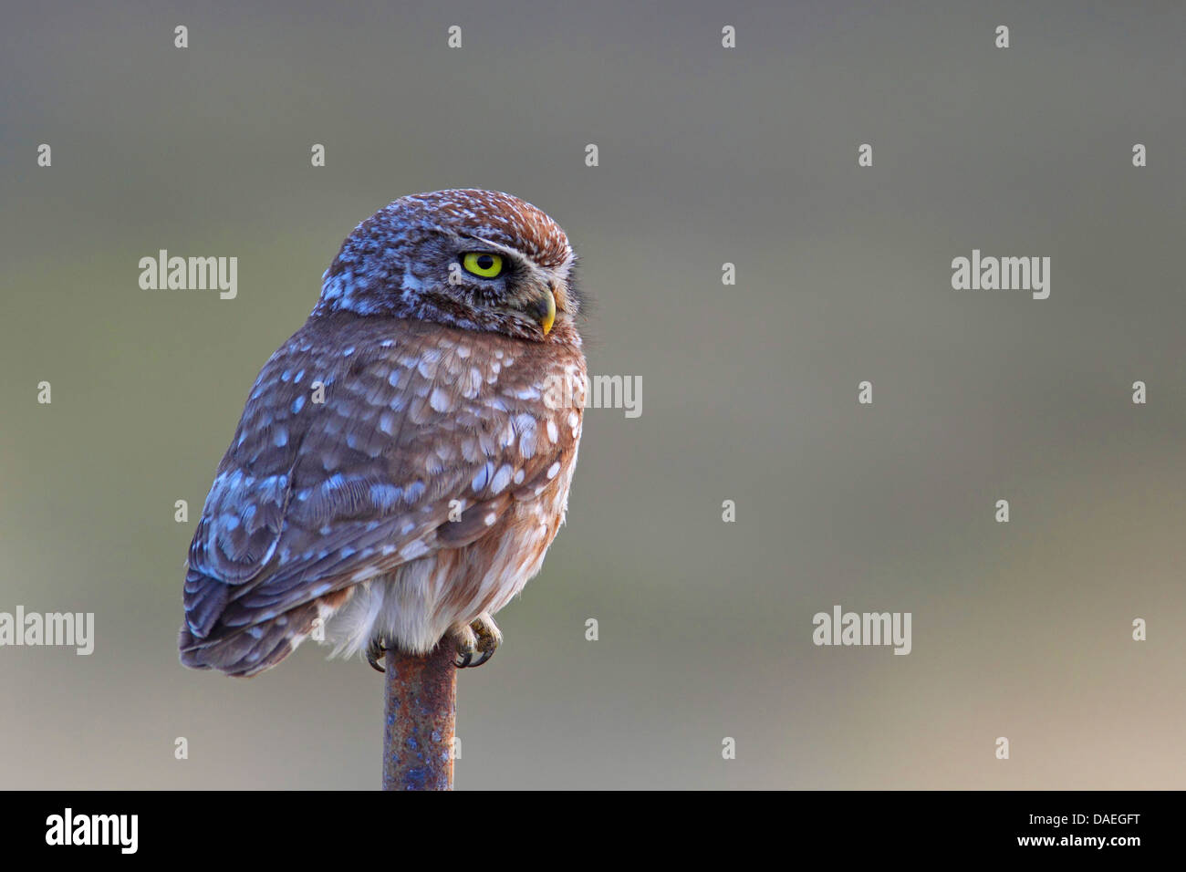 Steinkauz (Athene Noctua), sitzt auf einem Mast, Griechenland, Lesbos Stockfoto