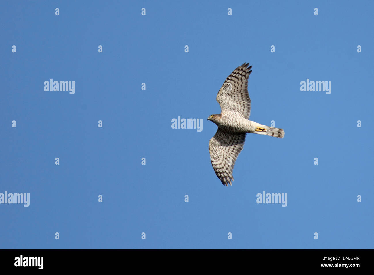 nördlichen Sperber (Accipiter Nisus), Weiblich, Schweden, Falsterbo fliegen Stockfoto