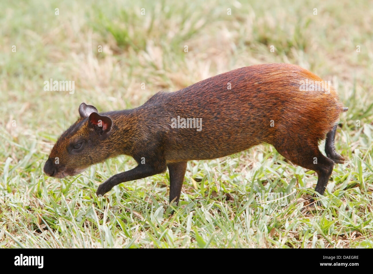 braune Agouti (Dasyprocta Arten), Erwachsene zu Fuß auf Rasen, Guyana, Südamerika Stockfoto