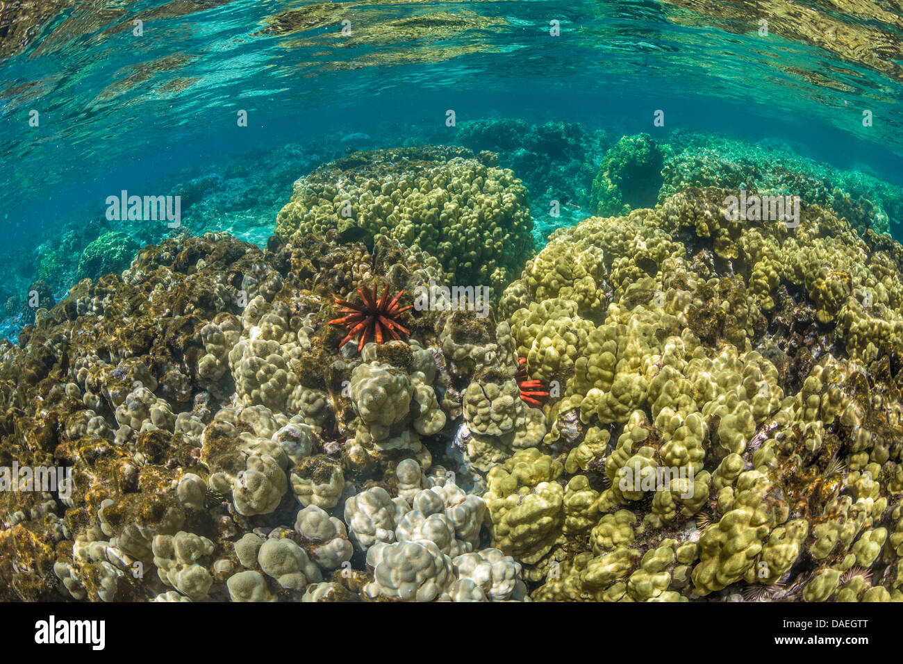 Schiefer Bleistift Urchin (Heterocentrotus Mammillatus) auf Korallen in der Kaoho-Gezeiten-Pools in der Nähe von Hilo auf Big Island, Hawaii, USA Stockfoto