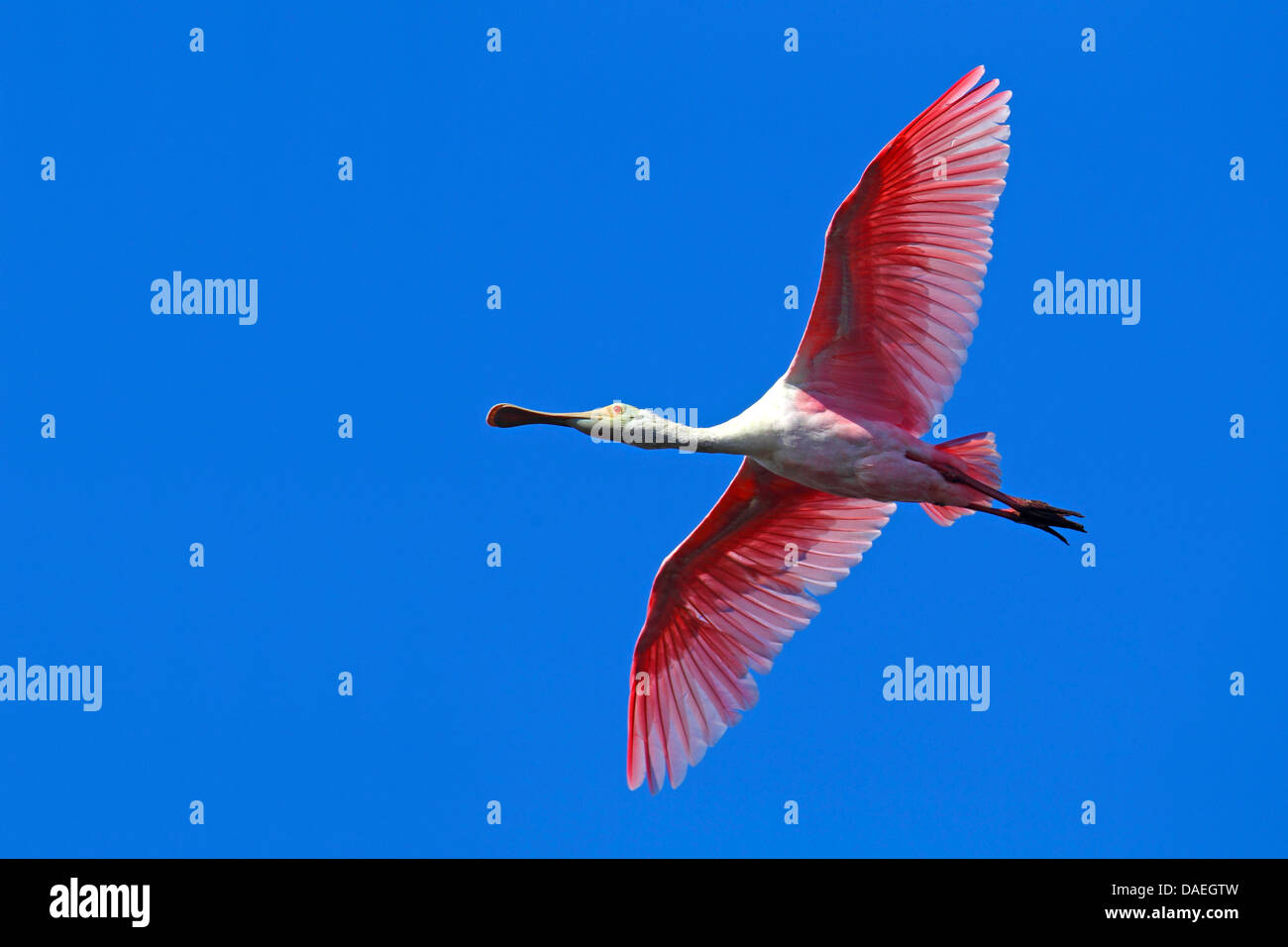 rosige Löffler (Ajaia Ajaia), fliegen, USA, Florida, Merritt Island Stockfoto