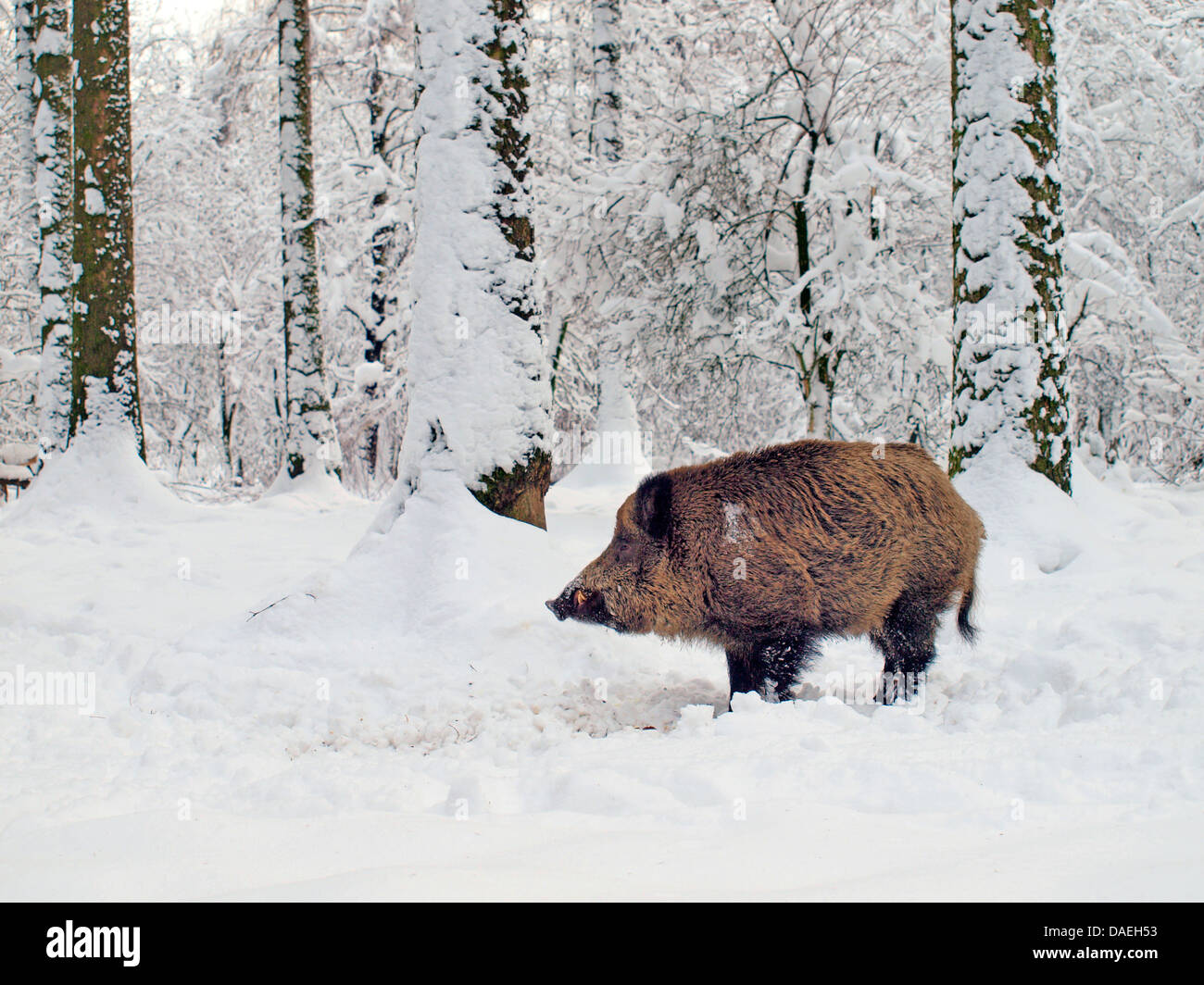Wildschwein, Schwein, Wildschwein (Sus Scrofa), Wildschweine im Schnee, Deutschland Stockfoto