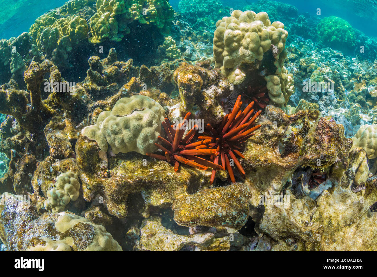 Schiefer Bleistift Urchin (Heterocentrotus Mammillatus) mit verschiedenen Arten von Korallen in der Kaoho-Gezeiten-Pools, Bereich Hilo, Hawaii Stockfoto