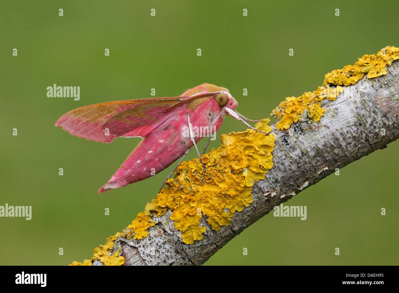 Elephant Hawk Moth (Deilephila Elpenor) Erwachsenen ruht auf Baum mit gelben Flechten, Norfolk, England, Vereinigtes Königreich, Europa Stockfoto