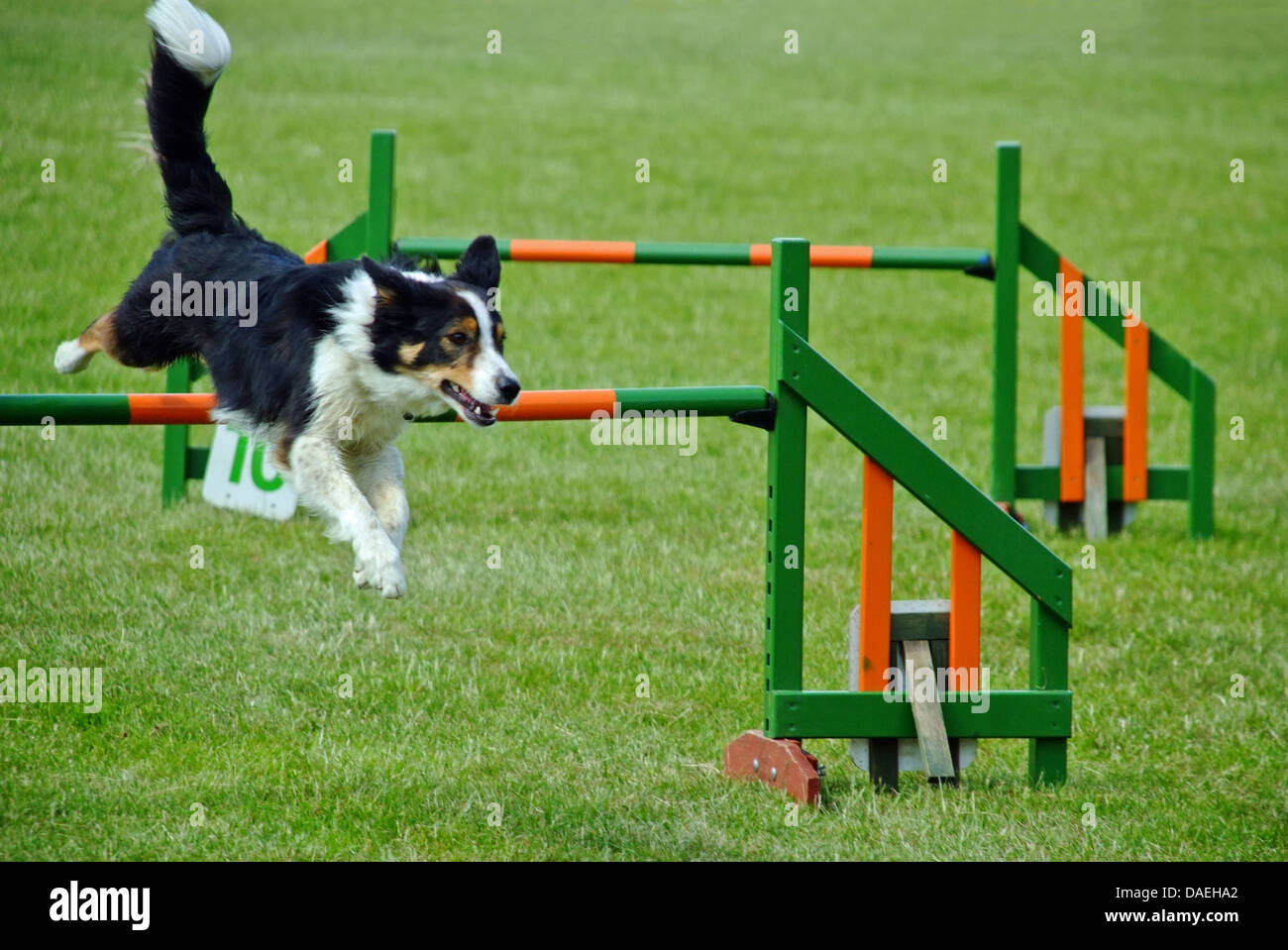 Border-Collie, springen über die Hürde Agility Hundeausstellung Stockfoto