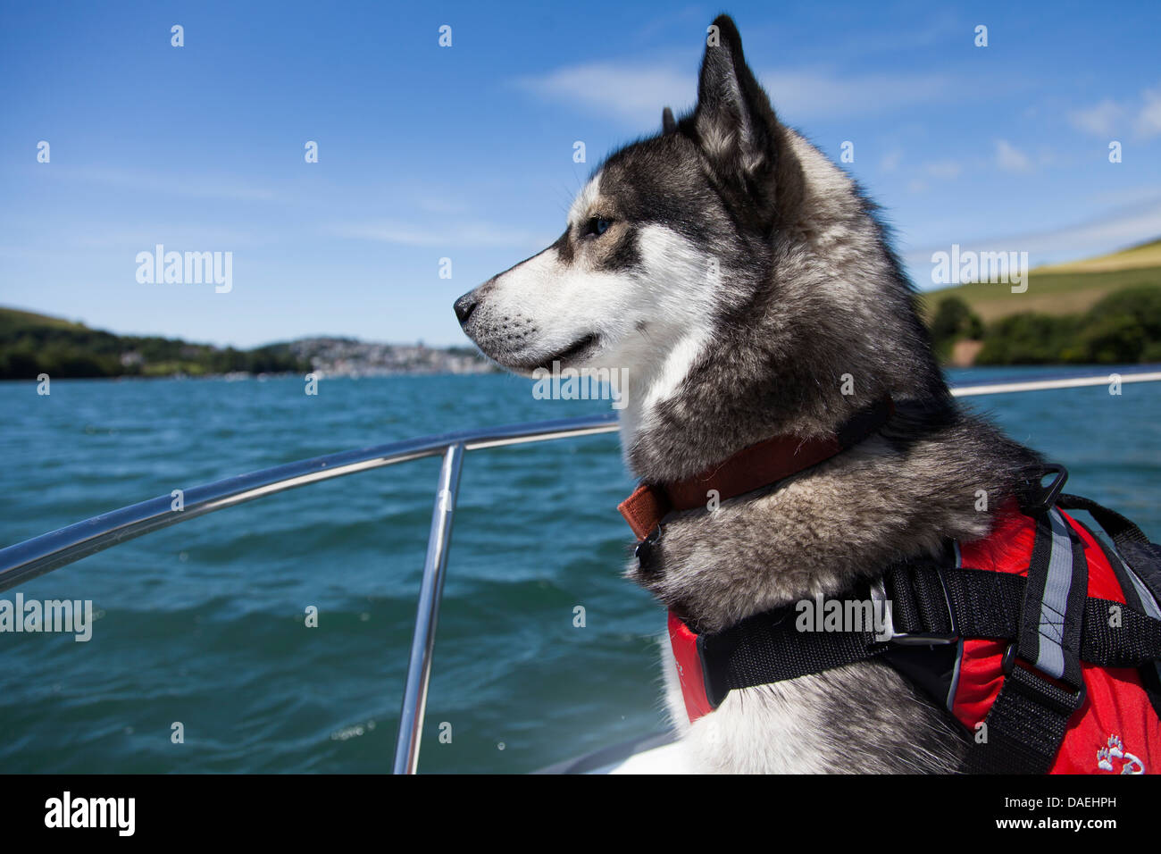 Husky Hund Schwimmweste auf Boot in Devon, Husky eine Schwimmweste