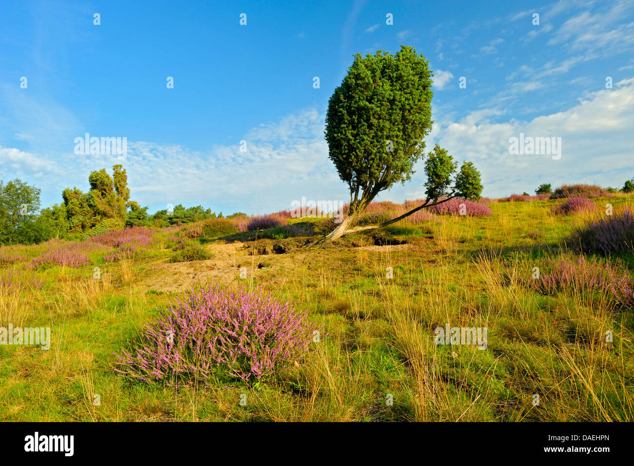 Gemeine Wacholder, Boden Wacholder (Juniperus Communis), Westruper Heide, Germany, North Rhine-Westphalia, Nature Reserve Westruper Heide Stockfoto