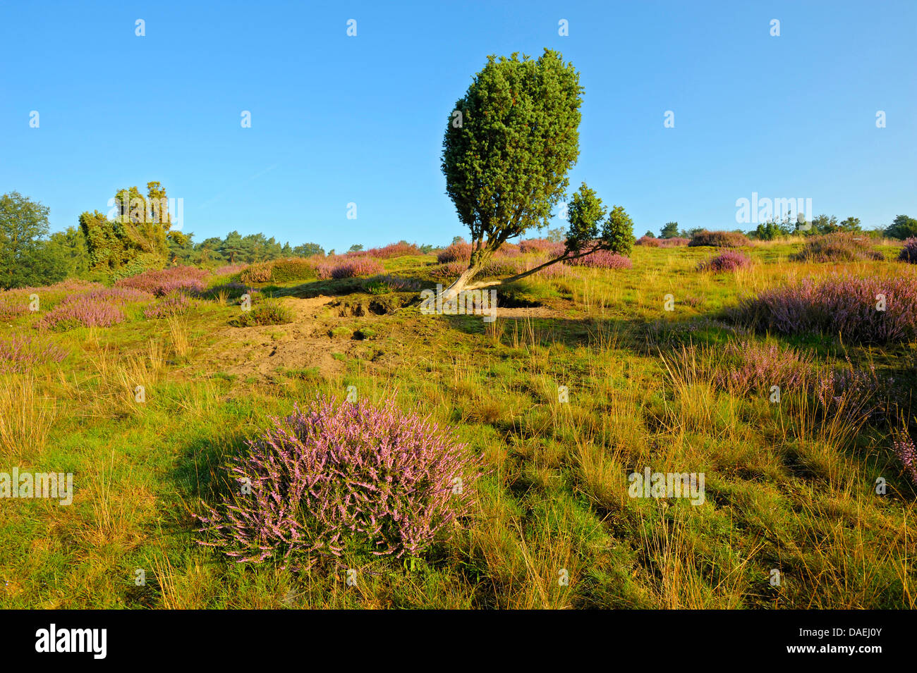 Gemeine Wacholder, Boden Wacholder (Juniperus Communis), in der Westruper Heide mit blühender Heide, Germany, North Rhine-Westphalia, Nature Reserve Westruper Heide Stockfoto