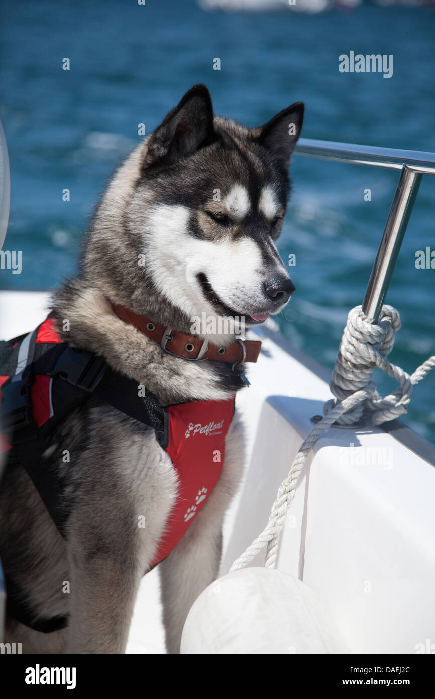 Husky in schwimmweste Fotos und Bildmaterial in hoher Auflösung Alamy