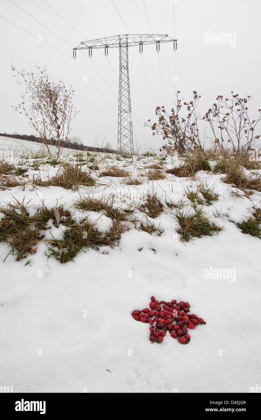Stern des roten Hagebutten im Schnee liegen, als Natur-Kunst, Deutschland Stockfoto