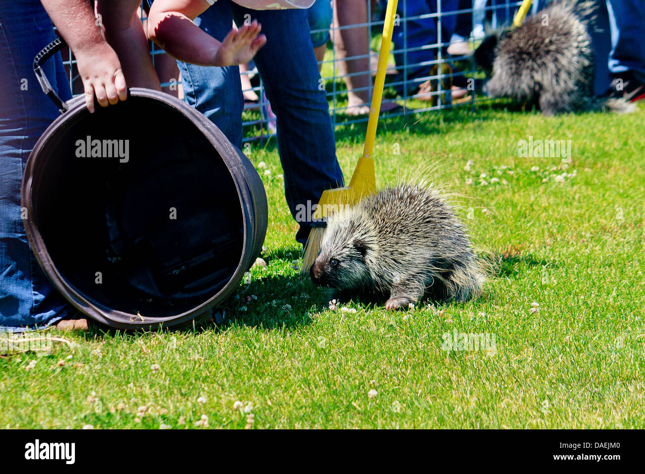 Rennteam, wilde Stachelschwein in Richtung Ziellinie mit Besen am jährlichen 4th of July zu führen versucht Stachelschwein Rennen in Rat, Idaho Stockfoto