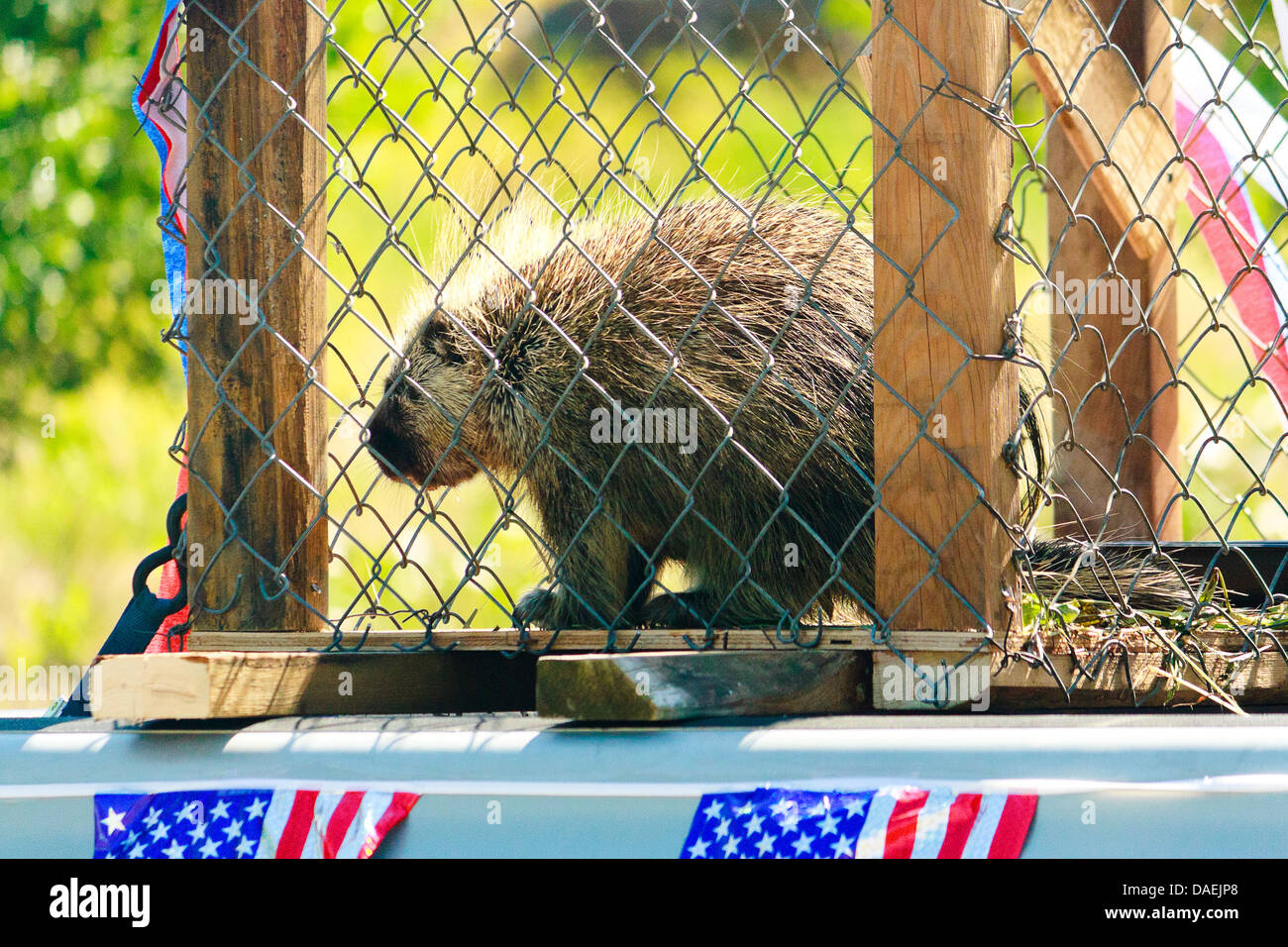 Vorübergehend erobert wilden Stachelschwein in Käfig am 4. Juli Parade im Rat, Idaho, vor dem Stachelschwein Rennveranstaltung Stockfoto