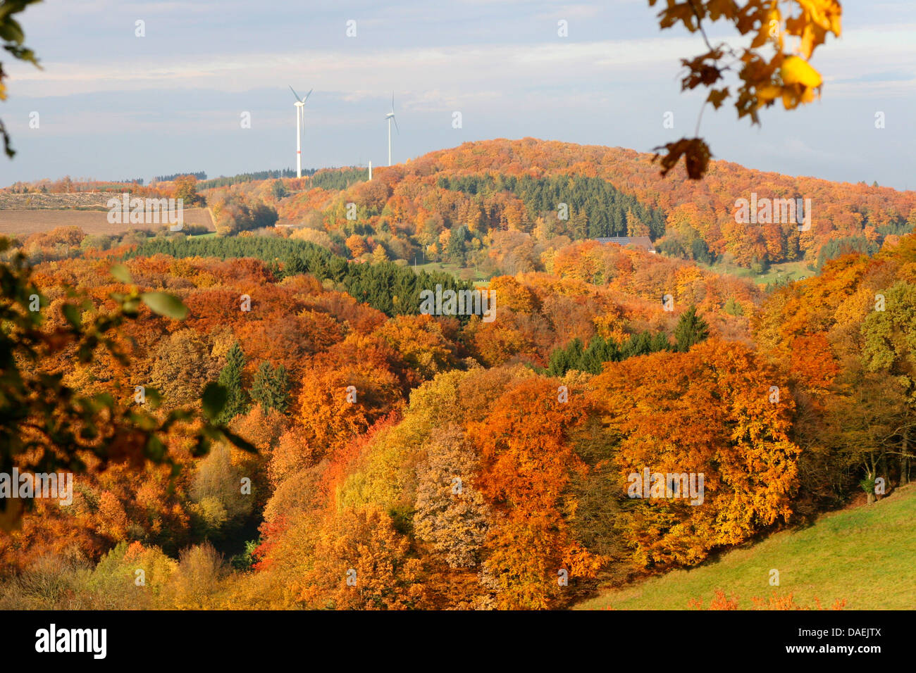 Mischwald im Herbst mit Windmühlen, Deutschland, Nordrhein-Westfalen, Sauerland Stockfoto