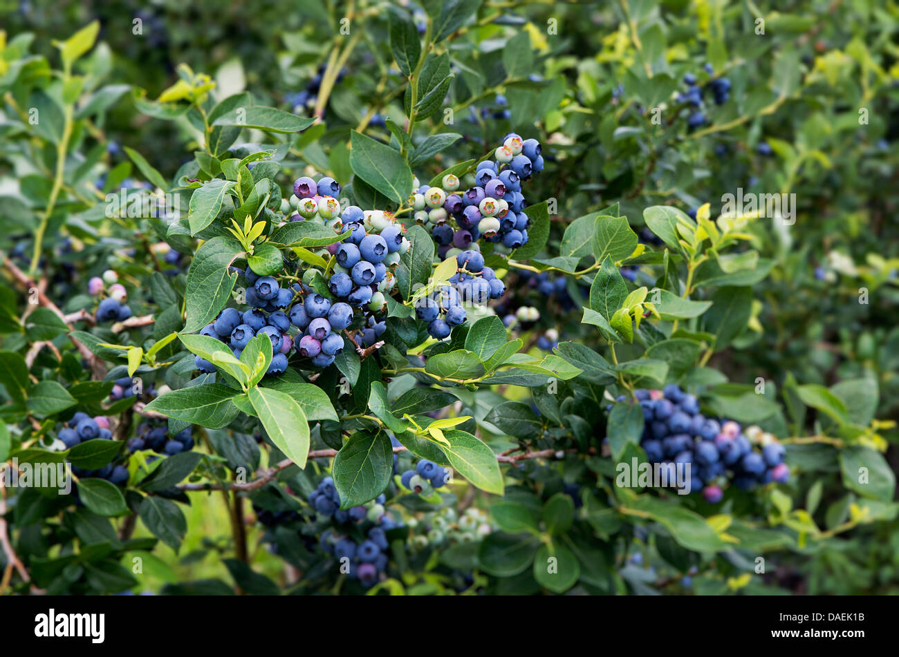 Heidelbeere Busch, New Jersey, USA Stockfoto