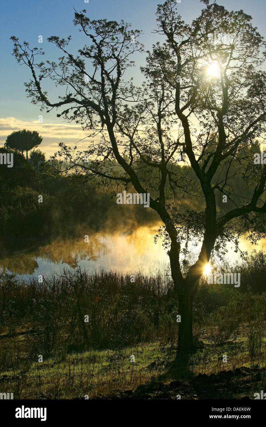 Eiche (Quercus spec.), Eiche am Meeresufer im Morgenlicht, Portugal, Alentejo Stockfoto