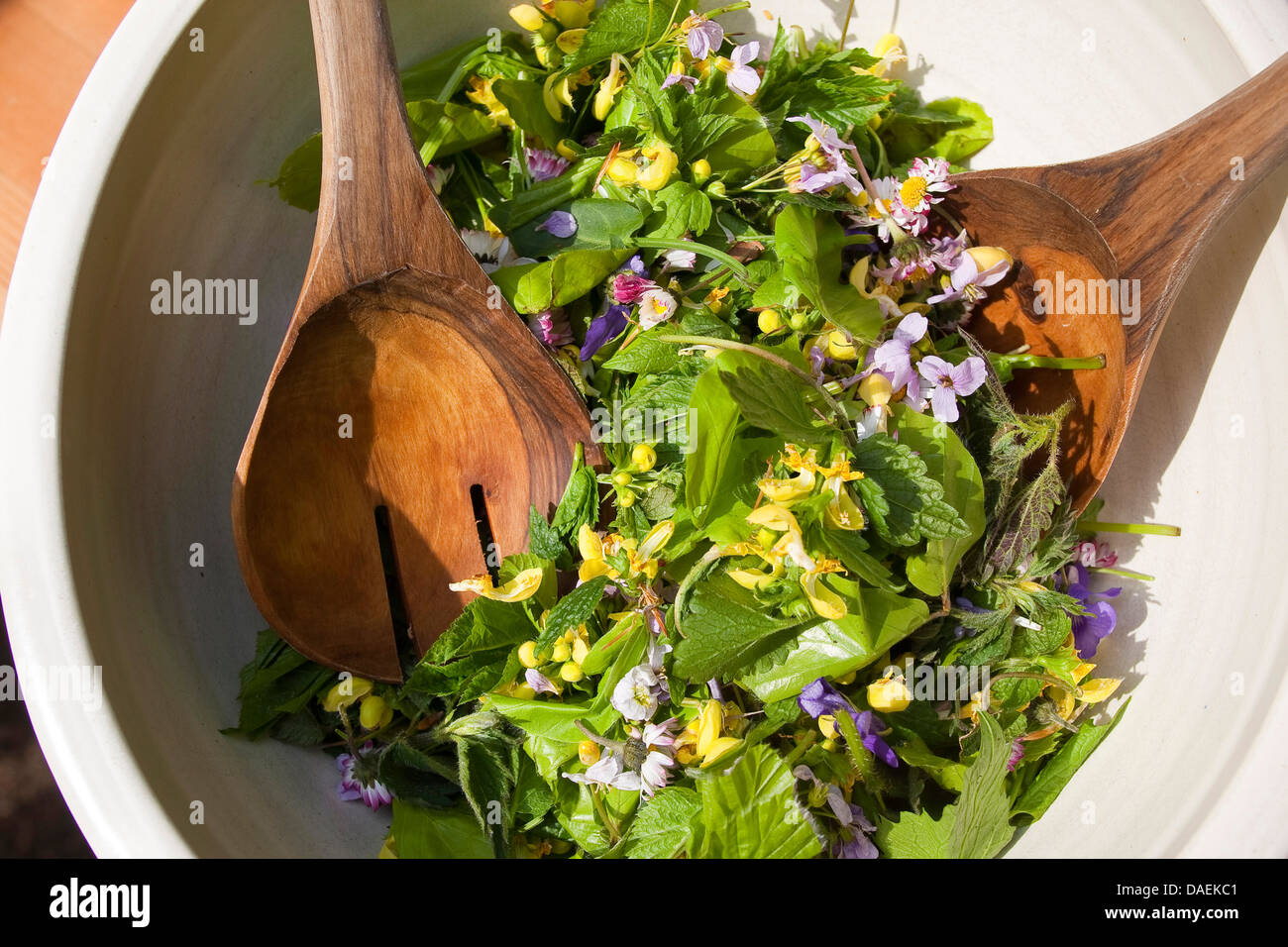 Gill-Over-the-Ground, Ground Ivy (Glechoma Hederacea), Salat von Wildkräutern wie gemeinsame Gänseblümchen, Löwenzahn, Taubnessel und Ground Ivy, Deutschland Stockfoto