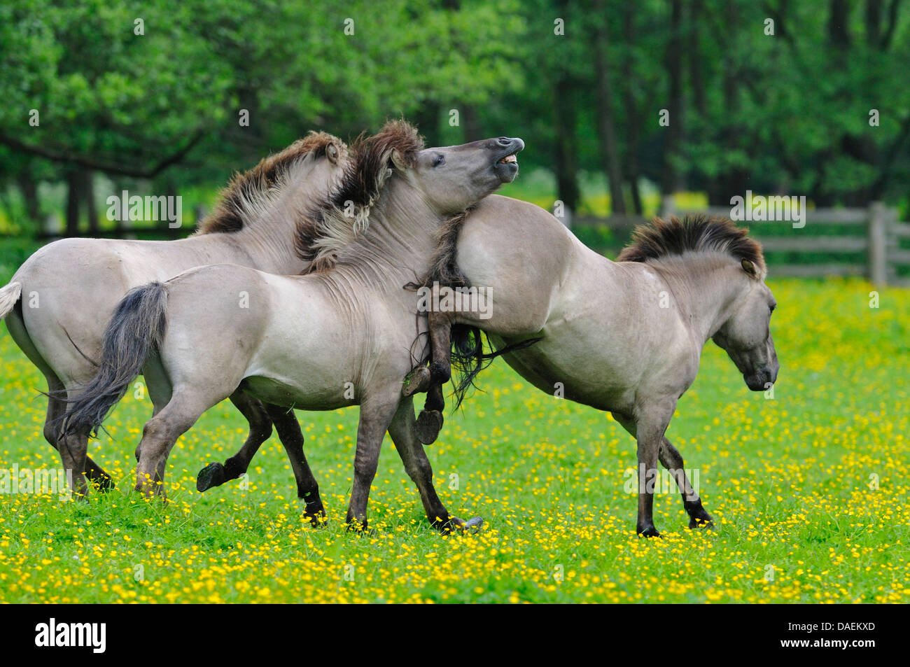 Tarpan (Equus Ferus Gmelini, Equus Gmelini), zurück durch die Kreuzung von verschiedenen Pferderassen Zucht Versuch der ausgestorbenen Wildpferd Unterarten. Drei Stuten kämpfen auf einer Weide, Deutschland Stockfoto