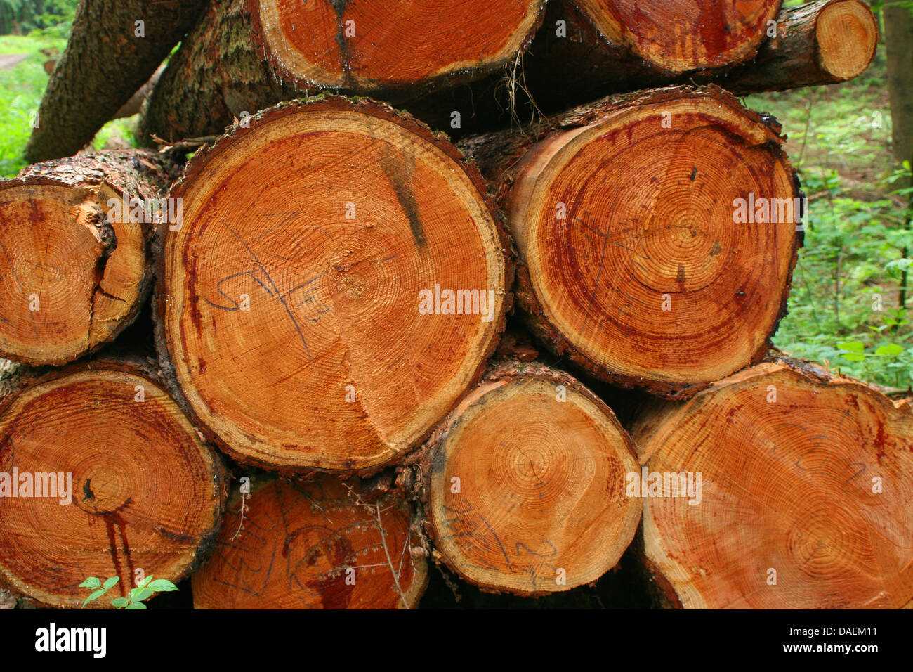 Gemeine Fichte (Picea Abies), Haufen von Nadelbaum Stämme, Deutschland Stockfoto