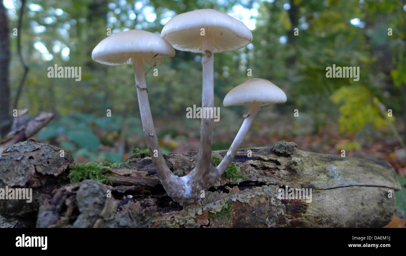 Porzellan-Pilz (Oudemansiella Mucida), auf Totholz im Wald, Deutschland Stockfoto