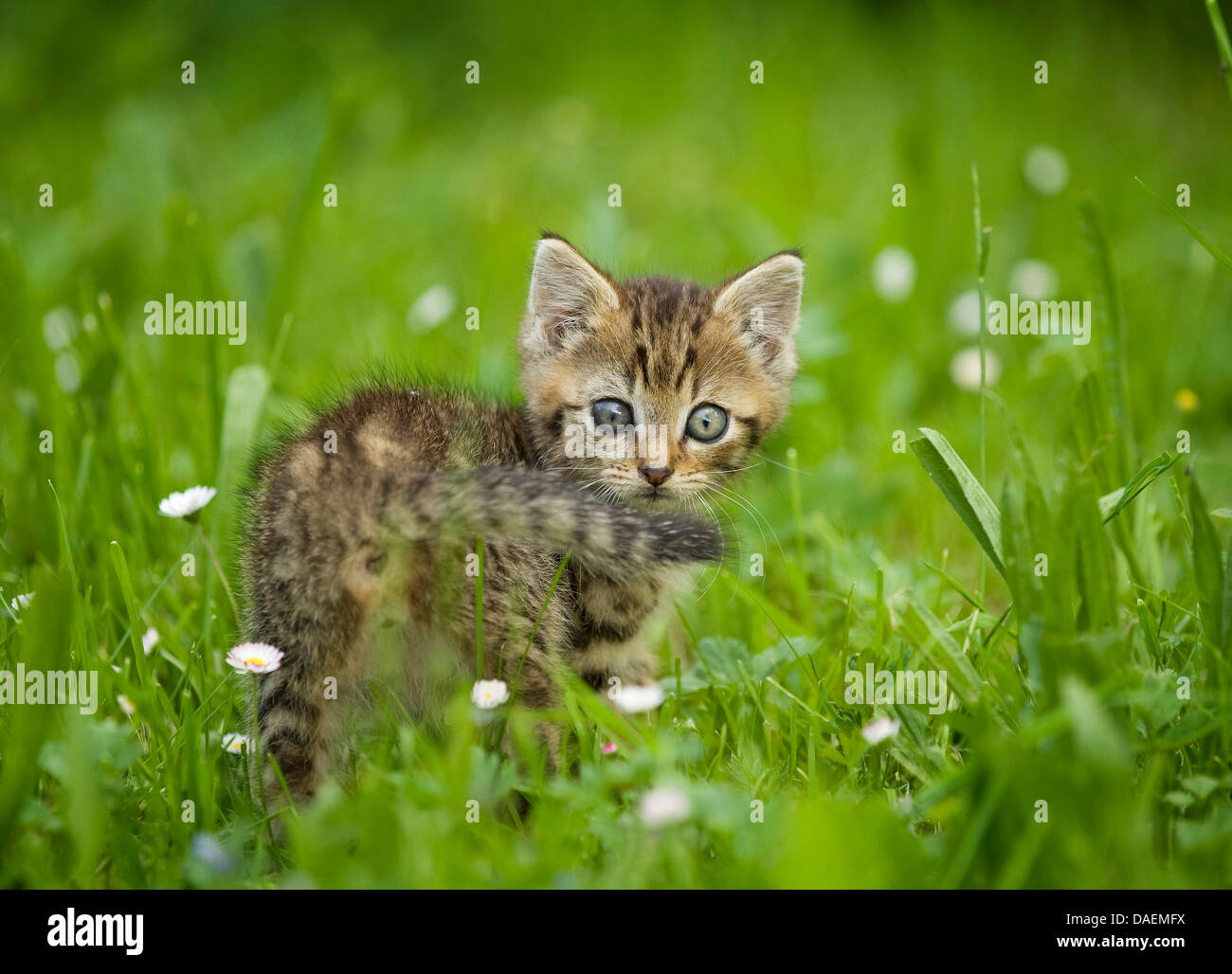Hauskatze, Hauskatze (Felis Silvestris F. Catus), ängstliche Kätzchen auf einer Wiese, Deutschland Stockfoto