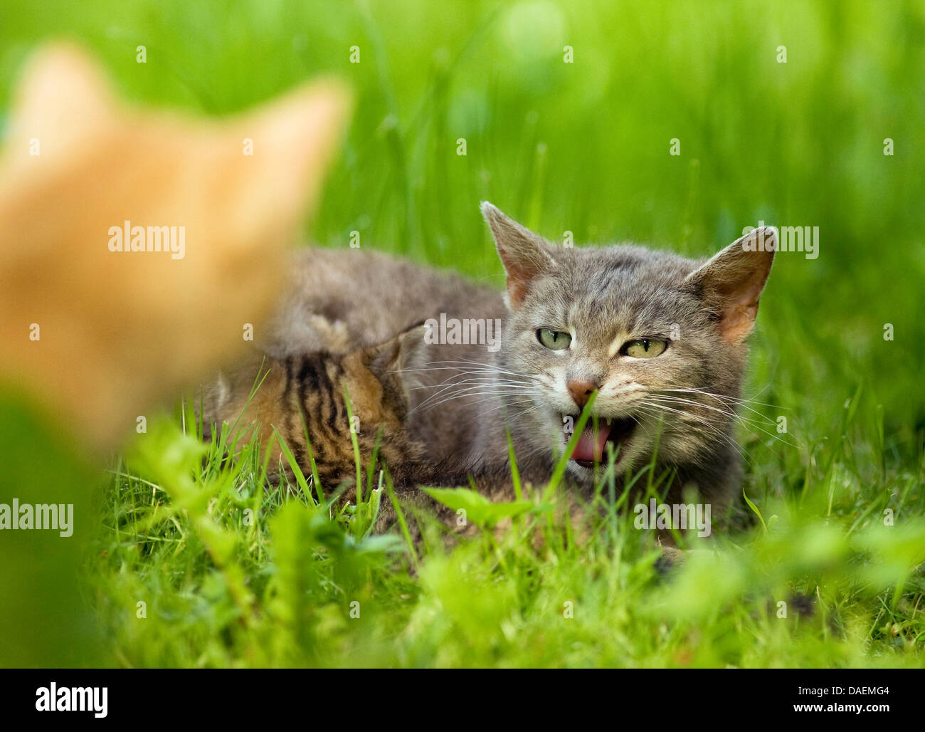 Hauskatze, Hauskatze (Felis Silvestris F. Catus) Katze schützen ihr Kätzchen und knurrend auf einer anderen Katze, Deutschland Stockfoto