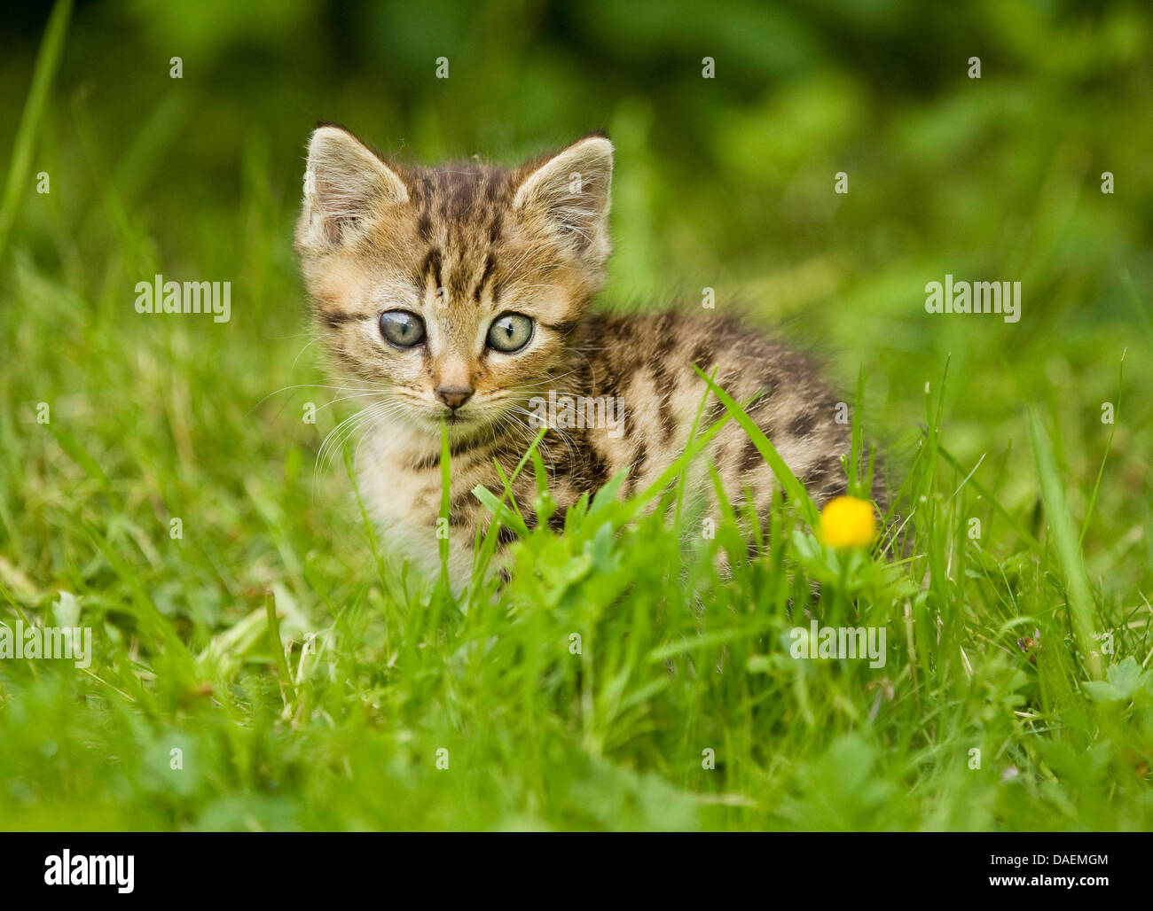 Hauskatze, Hauskatze (Felis Silvestris F. Catus), ängstliche Kätzchen auf einer Wiese, Deutschland Stockfoto